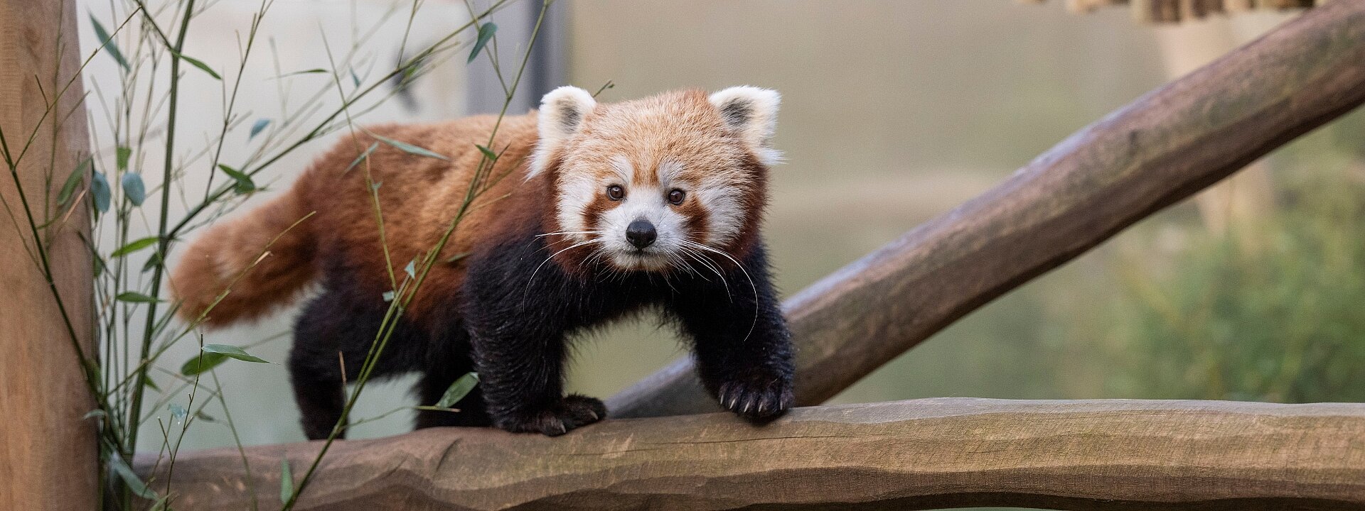 Red Panda Retreat