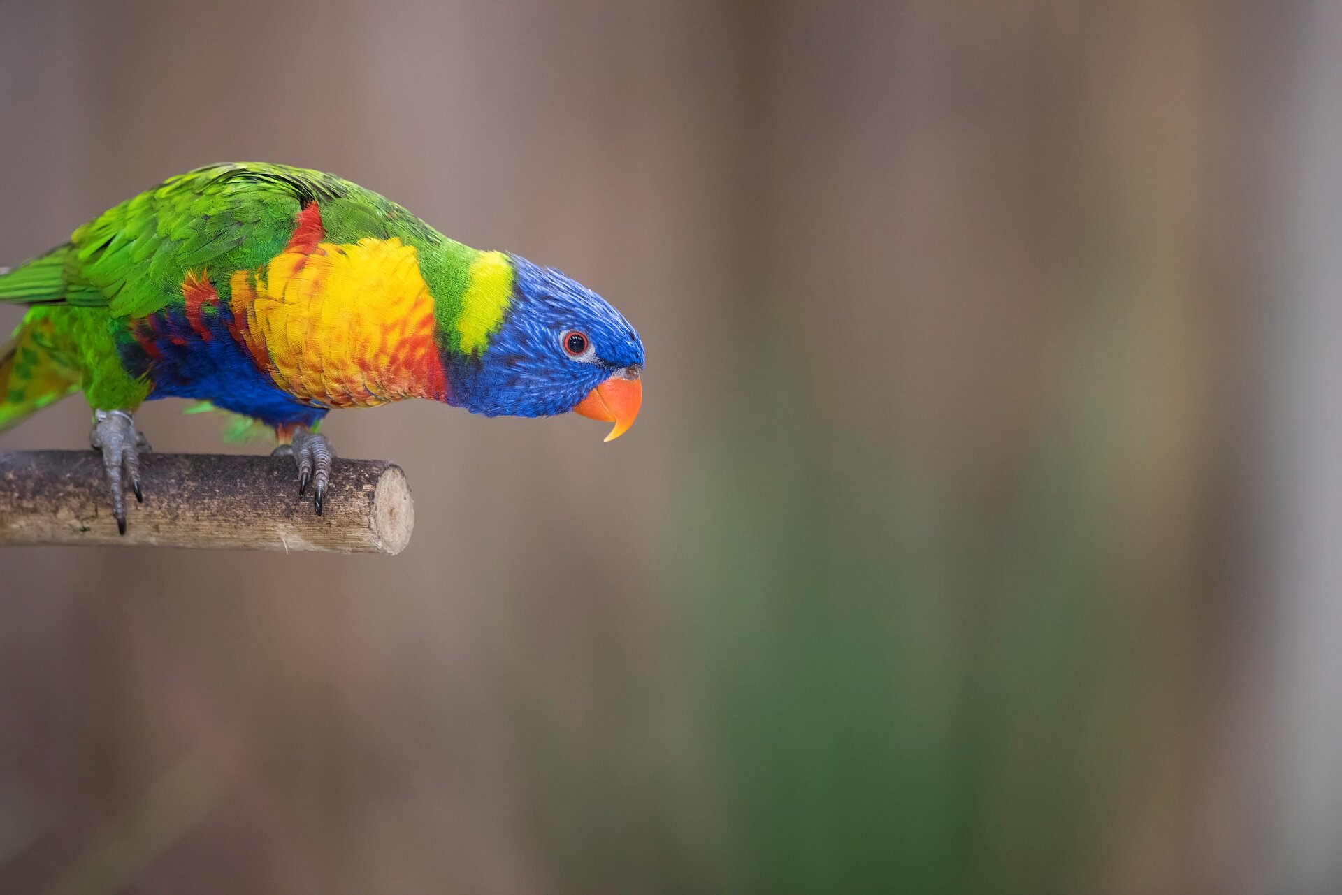 Lorikeet Landing - Currently closed