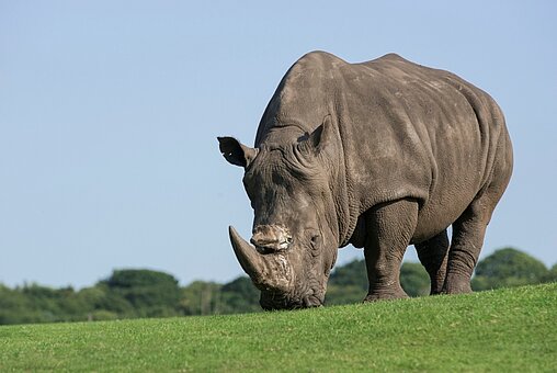 west midlands safari park vip