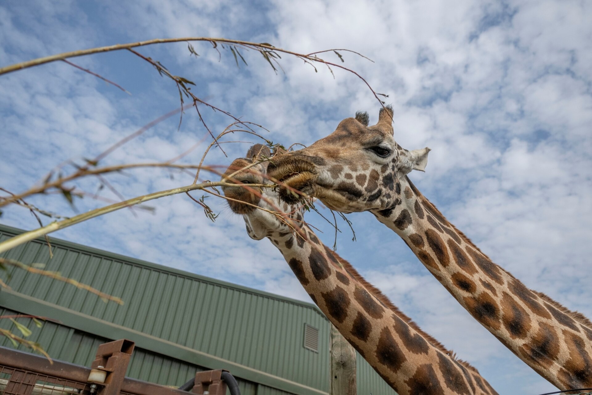 west midlands safari opening