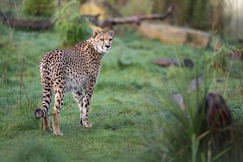 Cheetah Viewpoint