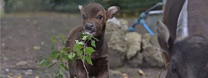 safari animals uk