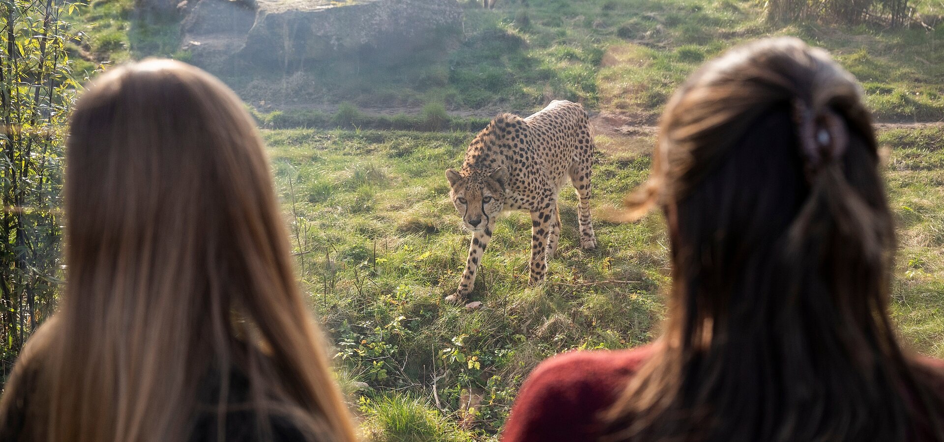 Cheetah Viewpoint