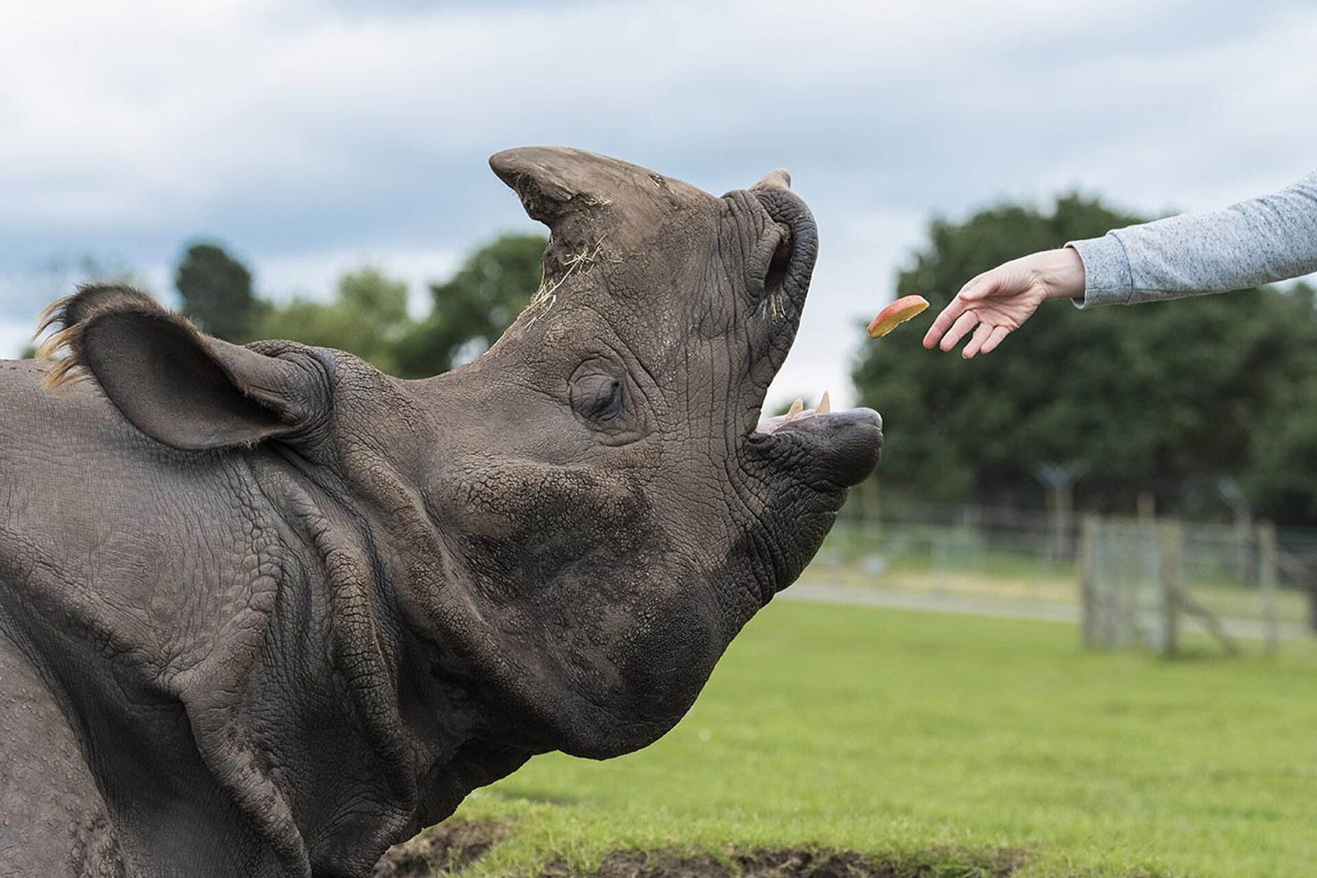 INDIAN RHINO KEEPER EXPERIENCE