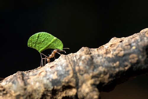 Creepy Crawlies