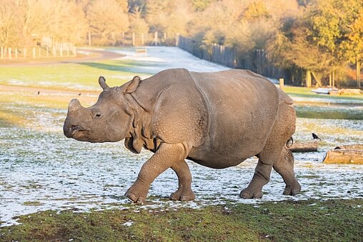 west midlands safari park what animals