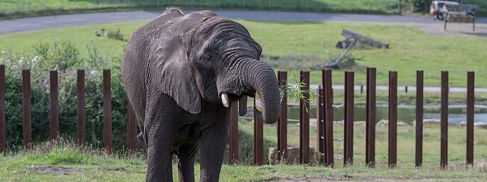 safari animals uk