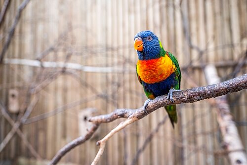 Lorikeet Landing